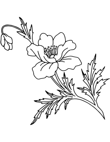 Poppy Flower Coloring Page